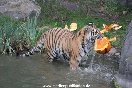 Hagenbeck 29102014 201