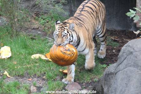 Hagenbeck 29102014 204