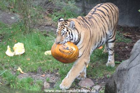 Hagenbeck 29102014 206