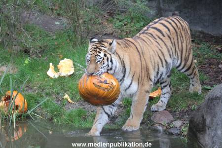 Hagenbeck 29102014 209