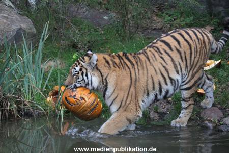 Hagenbeck 29102014 211