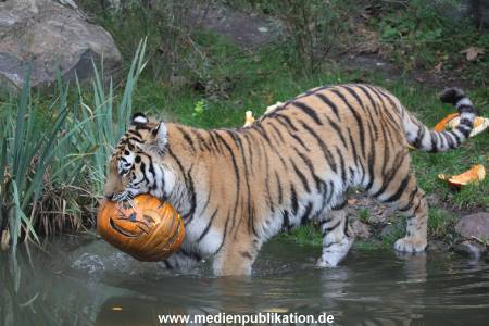 Hagenbeck 29102014 213