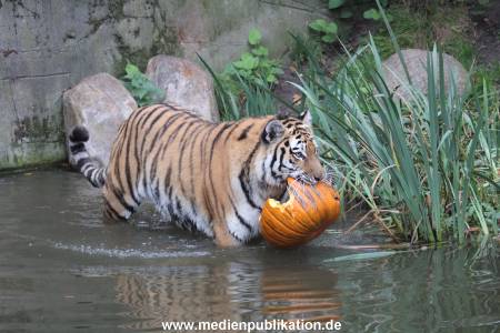 Hagenbeck 29102014 214
