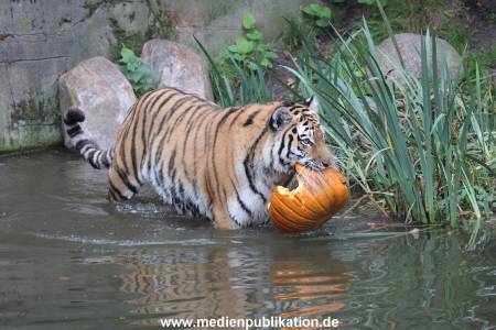 Hagenbeck 29102014 215