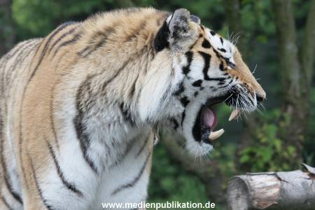 Hagenbeck 31052015 009