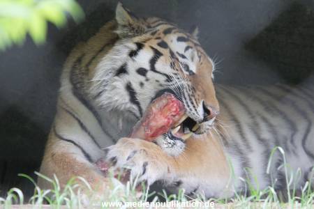 Hagenbeck 31052015 015