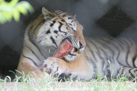Hagenbeck 31052015 017