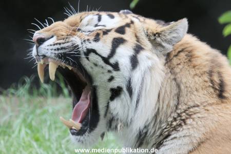 Hagenbeck 31052015 018