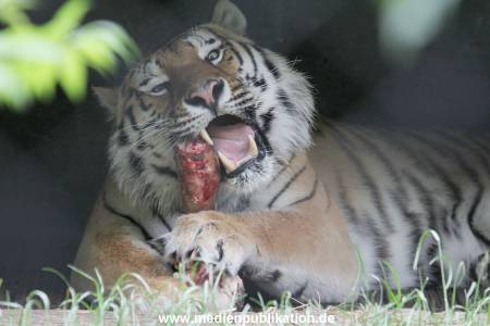 Hagenbeck 31052015 019