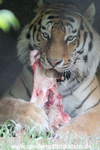 Hagenbeck 31052015 020