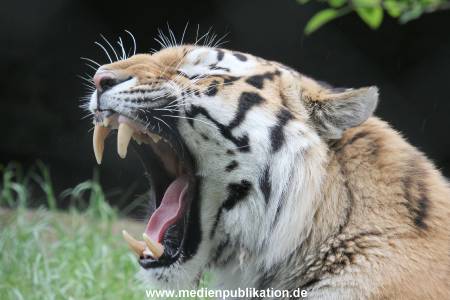 Hagenbeck 31052015 021