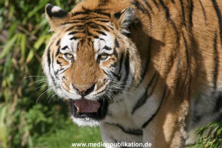 Hagenbeck Archiv 07042009 009