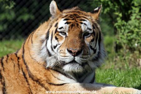 Hagenbeck Archiv 07042009 018