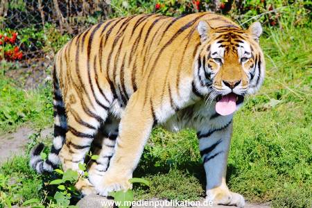 Hagenbeck Archiv 07042009 019