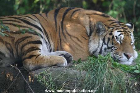 hagenbeck 0804   07