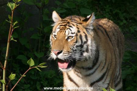 hagenbeck 05 03 083