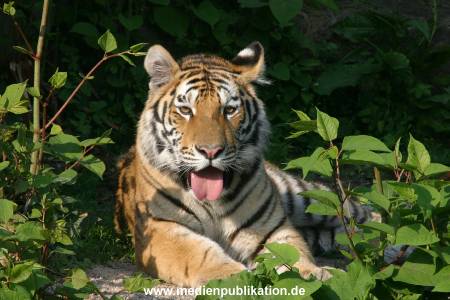 hagenbeck 05 03 084
