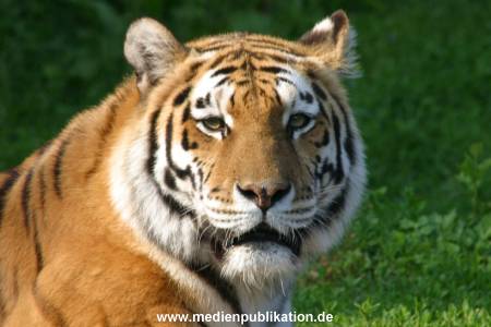 hagenbeck 05 03 085