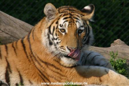 hagenbeck 05 03 086