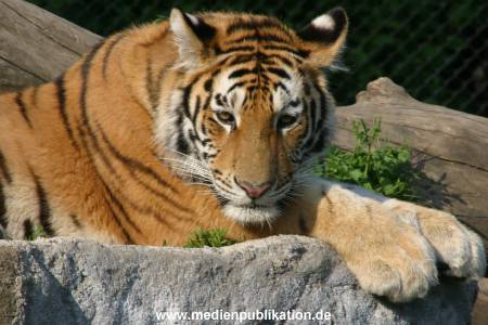 hagenbeck 05 03 087