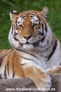 hagenbeck 05 03 088