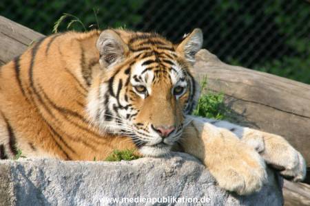 hagenbeck 05 03 089