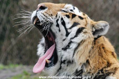 hagenbeck 19032005 029