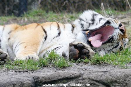 hagenbeck 19032005 031
