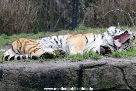 hagenbeck 19032005 032