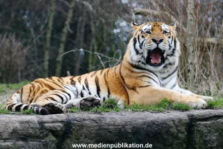 hagenbeck 19032005 033