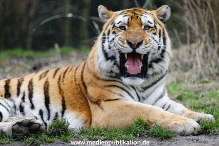 hagenbeck 19032005 034