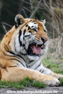 hagenbeck 19032005 035
