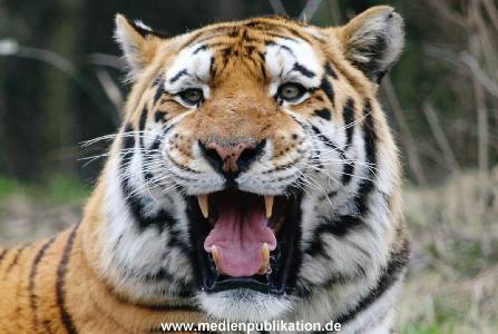 hagenbeck 19032005 036
