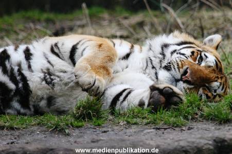 hagenbeck 19032005 037
