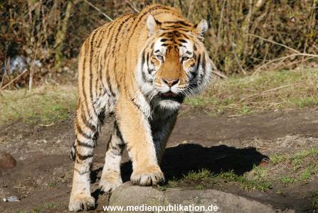 hagenbeck 20032005 022