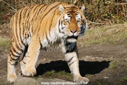 hagenbeck 20032005 023