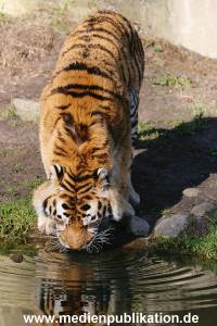 hagenbeck 20032005 024
