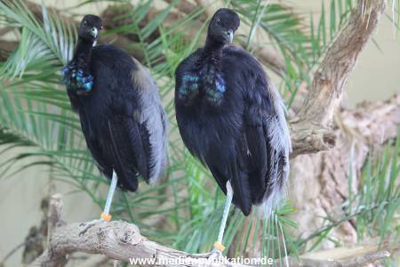 Hagenbeck 06062013 021