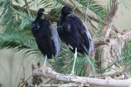 Hagenbeck 06062013 022