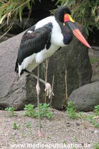 Hagenbeck 06062013 025