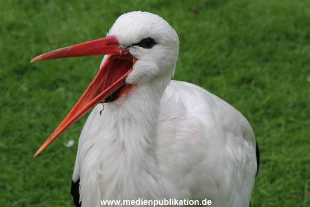 Hagenbeck 06062013 026