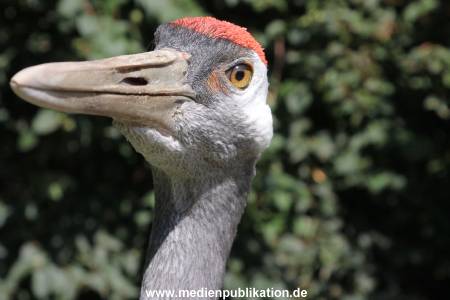 Hagenbeck 23072014 010