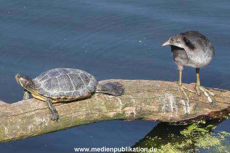 Hagenbeck 23072014 012
