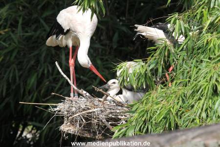 Hagenbeck 23072014 022
