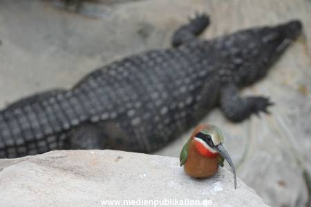 Hagenbeck 29112010 049