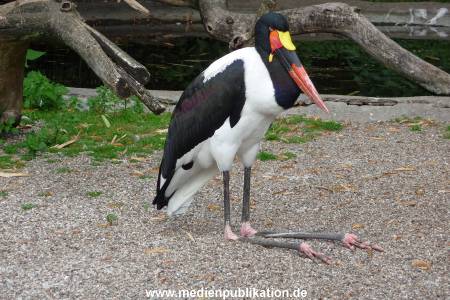 Hagenbeck Archiv 07042009 003