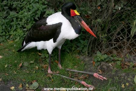 Hagenbeck Archiv 07042009 006