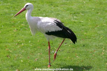 Hagenbeck Archiv 07042009 013