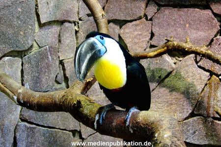 Hagenbeck Archiv 07042009 022