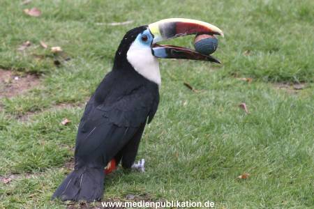 Hagenbeck Archiv 07042009 032